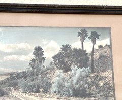 Lg VTG J.M. Garrison Hand Tinted Oil Color Photo Palm Canyon 15.5”x21.5” VGC