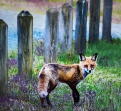 “Smart As A Fox,” Photograph, 12×15”