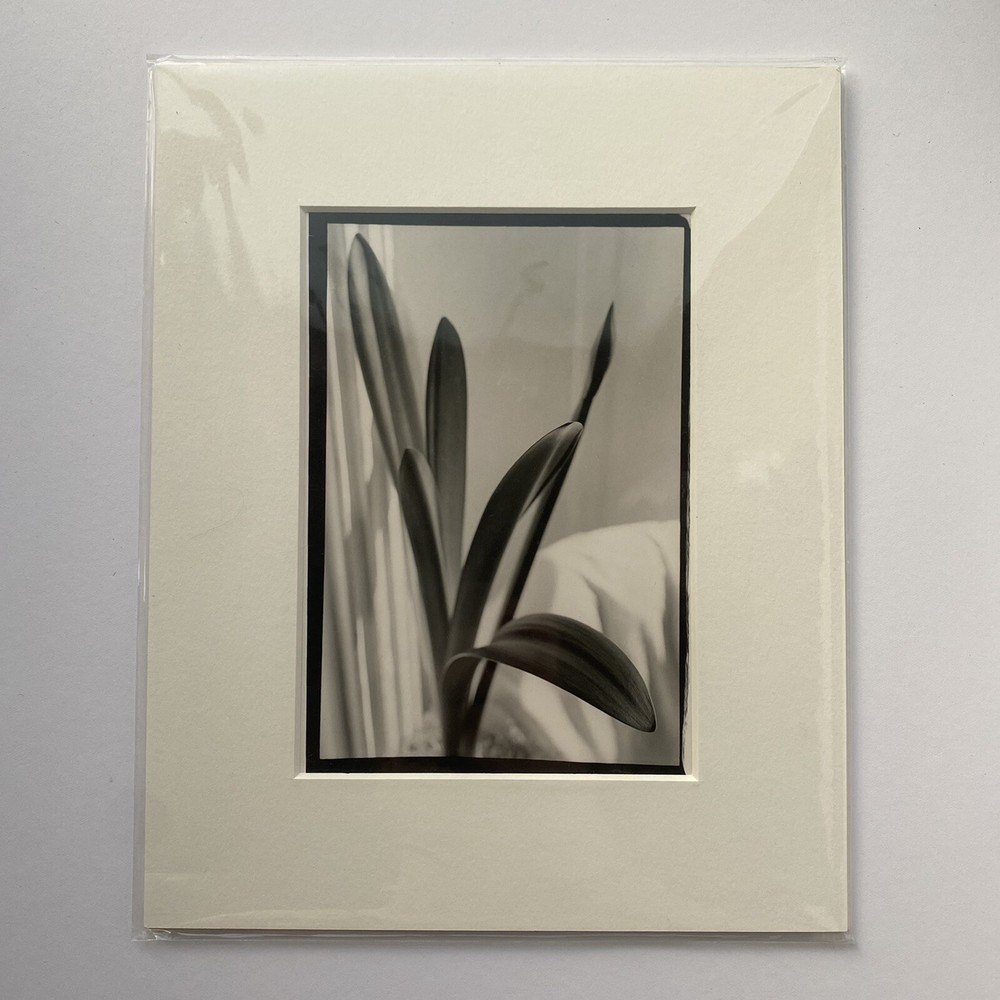 Black & White Floral Linear Contrast Sunlight Still Life Matted Print 8″x10″