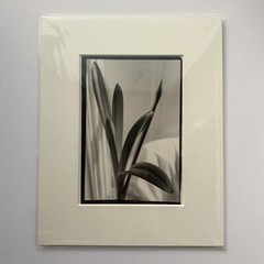Black & White Floral Linear Contrast Sunlight Still Life Matted Print 8″x10″