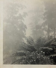 Rare JOHN B EATON ‘Ferns in Misty Landscape’ AUSTRALIA PICTORIALIST Signed PHOTO