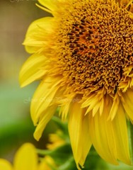 Sunflower Flower Photograph with Canvas Texture on Styrene Board Wall Art 11×14