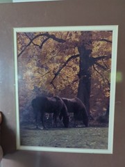 Springer Photography Fall Scene With 2 Brown Horses Matted Wrapped In Plastic