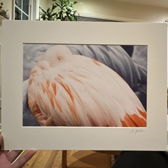 Signed Flamingo Portrait Color Photograph Matted 11×14 Katzprints Photography