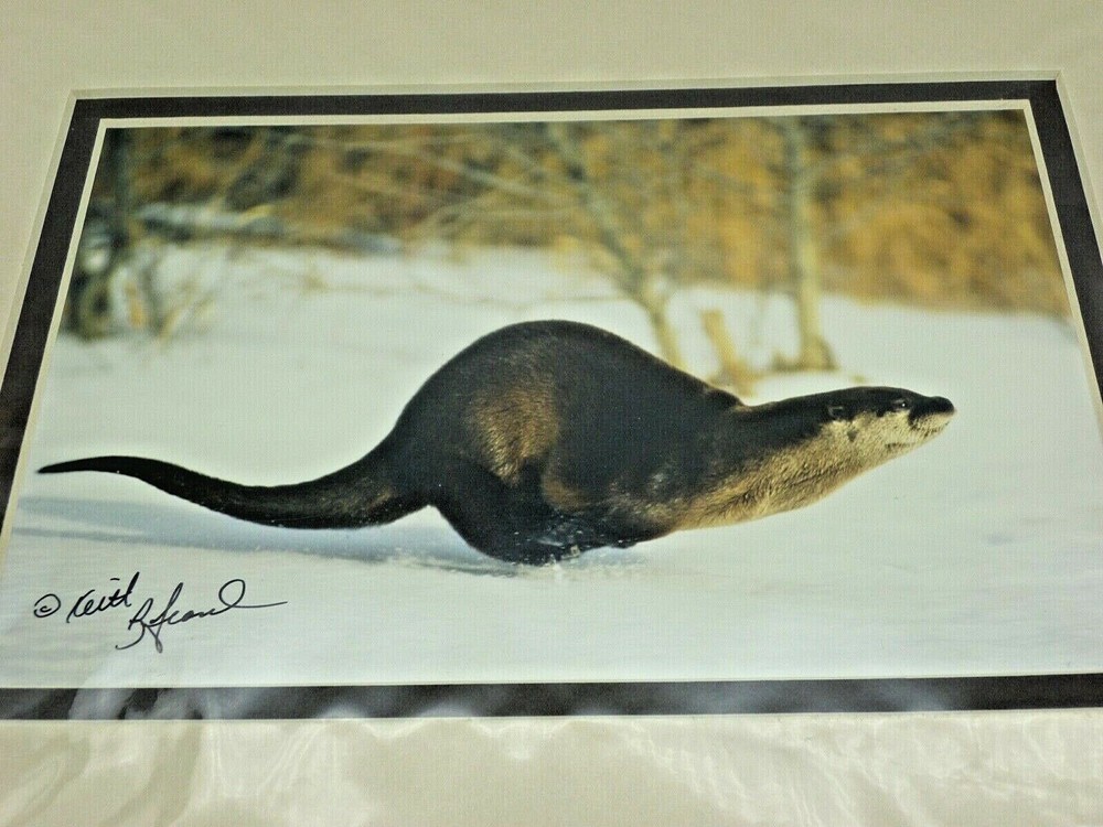 Otter Weasel Snow Winter Keith Szafranski Montana Photograph Picture Matte Photo