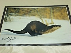 Otter Weasel Snow Winter Keith Szafranski Montana Photograph Picture Matte Photo