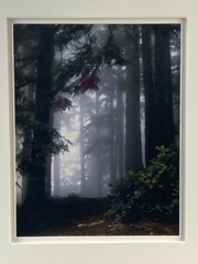 Original Misty Forest Triptych Nature Photography Art Signed Jean Setzer Framed