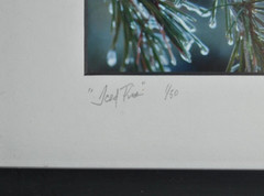 Icy Pines 1 of 50 Framed and Matted Under Glass Signed Photograph