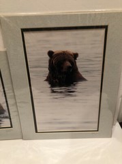 Lot Of 2 11X14” Matted Grizzly Bear Photos By Famous Photographer Wendell Welch