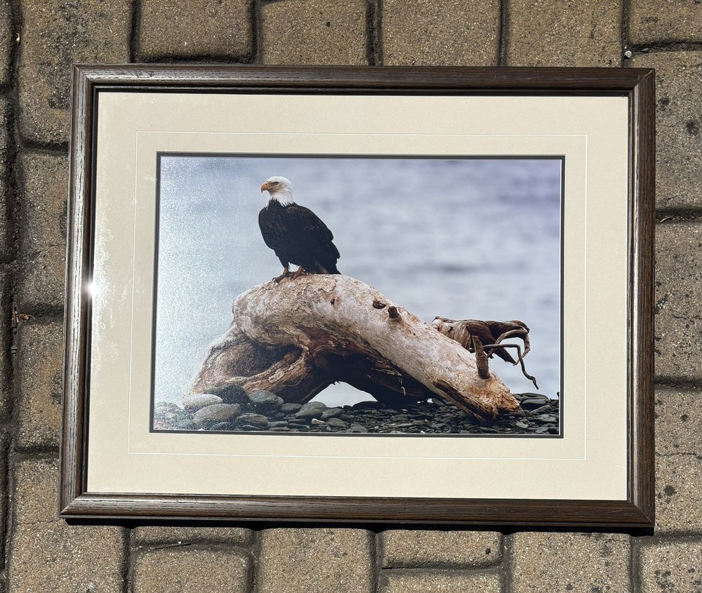 thomas mangelsen Limited Edition Photograph – Eagles Rest