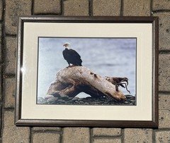 thomas mangelsen Limited Edition Photograph – Eagles Rest