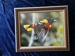 Magnificent Flying Bird Portraits. One Of A Kind Anywhere In The World.
