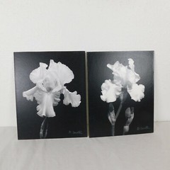 2 Black & White Iris Foam Core Mounted Signed D Carlton Photo Pacific NW Artist