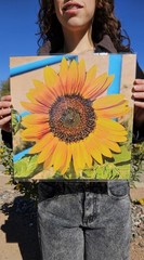 12×12 Sunflower Photo Art Print