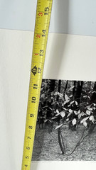 Charles Fendrock ‘Chestnut Leaves’ B&W Photograph – Unframed, Listed Artist