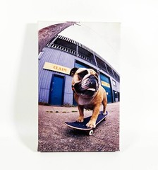 Bulldog Skateboard Canvas Urban Outfitters PrintRun Co Limited Edition Art