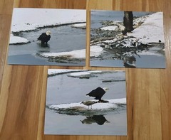 American Bald Eagle Print Pictures Lot of 3 Standing Nature Preserve Water 8×10