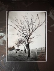Fine Art Darkroom Print «Cemetery Trees» from Gordy and the Pussycats