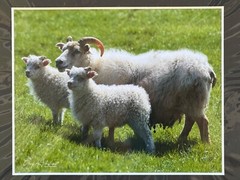 Artist Greg Arbutine 8″x10″ Photograph in 11″x14″ black mat «Icelandic Sheep»