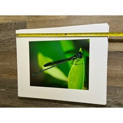 Damselfly Photography 20×16 Green Macro Nature Wall Art