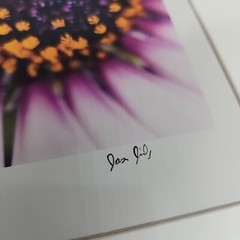 Professionally Frame Flower Photograph Signed Pink Silver 12×17″
