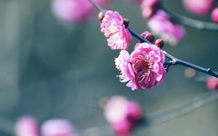100 Amazing Mixed Desktop Computer Backgrounds Wallpaper Bundle Pack 335