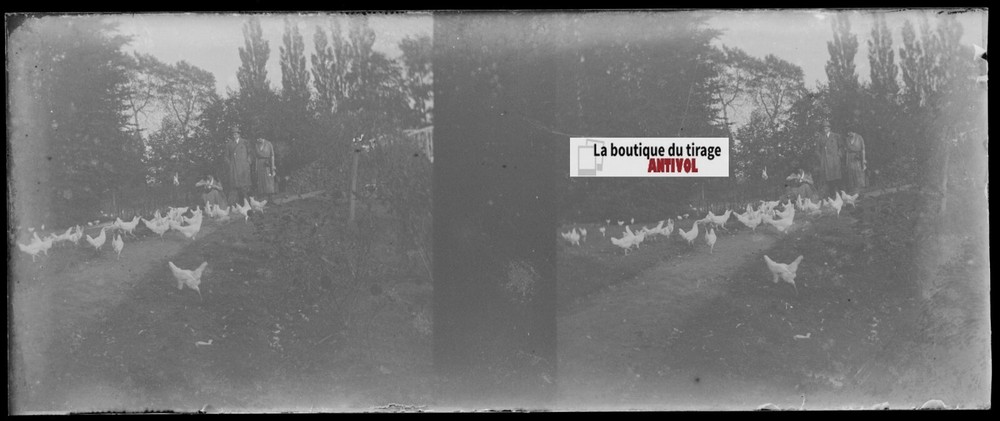 Campaign, Hens, Stereoscopic Glass Plate, Black & White Negative 4.5×10.7 Cm