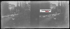 Campaign, Hens, Stereoscopic Glass Plate, Black & White Negative 4.5×10.7 Cm