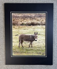Darling Donkey Digital Watercolor Original Photograph 8 X 10 Mat 11 X 14 Signed