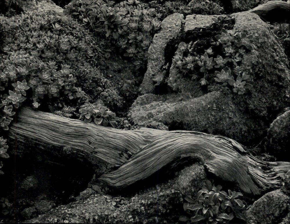 1941 1968 Original Edward Weston Cypress Tree Root Stone Crop Art Photo Gravure