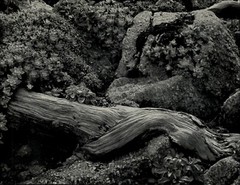 1941 1968 Original Edward Weston Cypress Tree Root Stone Crop Art Photo Gravure