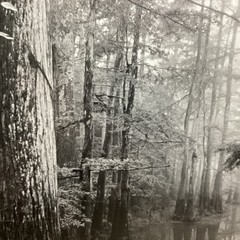 Blair Pittman: «Old River» – Original Gelatin Silver Print Photograph