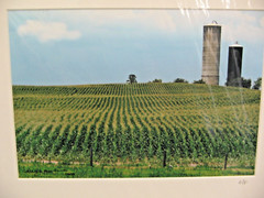 MATTED PHOTOGRAPHY Field of Corn Farm Silo A/P 16×20 By Larry Santucci