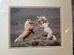 Kelsey Cain Photograph “Fighting Stallions” #146