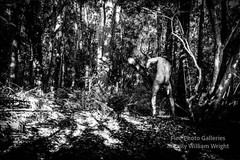 Original Male Nude KELLY WILLIAM WRIGHT Muscle Men JUNGLE WORK #9 – 17×25 Photo