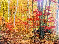 Rodney Lough Jr The Big Birch Forest Giclée Rocks National Lakeshore Michigan
