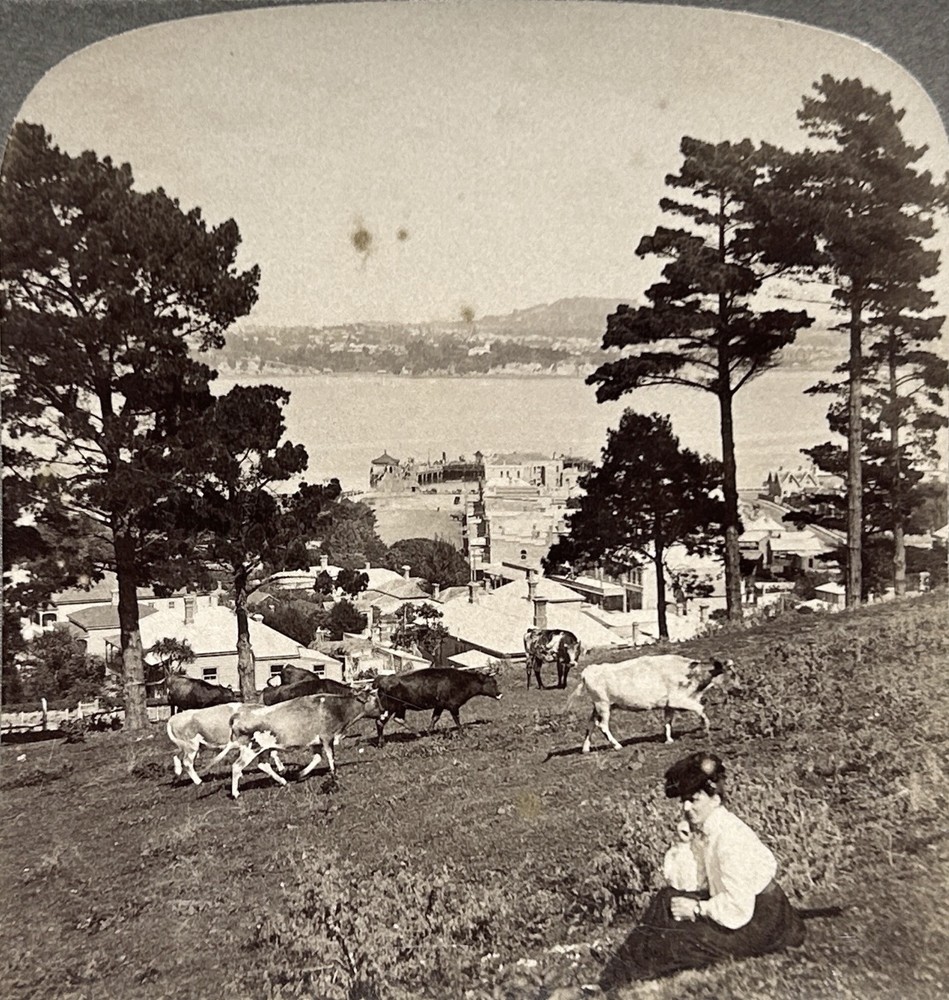 New Zealand Devonport Auckland 1908 Photo Stereo Vintage Citrate