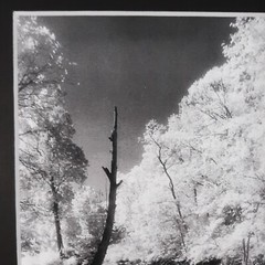 Black Mat Photo Landscape Park Infrared Photography Limited Ed 2/2 Signed Print