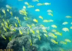 Digital Image Picture Photo Pic Andaman India underwater coral life scuba AND089