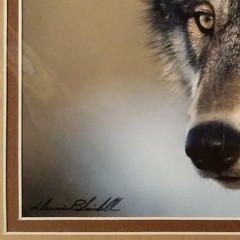 Wolf Photograph Professionally Matted Photo Professional Mat Dennis Blaisdell