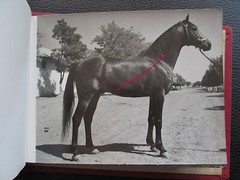 Bulgaria? 1958 15 Photos Equestrian Horse Stud Breeding Racing Jockey