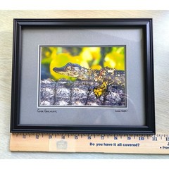 Lance Cooper «Gator Hatchling» Framed Wildlife Photo Print Signed 11″ x 8.5″