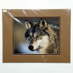 Wolf Photograph Professionally Matted Photo Professional Mat Dennis Blaisdell