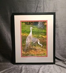 Sandhill Crane Art Photography NANCY C. MORELAND 17 X 21″