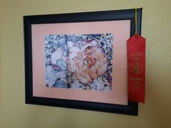 Matted Photograph: Rose Whispers