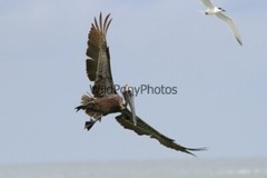 Brown Pelican Photo, Pick One Image – Various Sizes