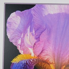 Lone Iris Foam Core Mounted Signed D Carlton Photograph Pacific NW Artist Color