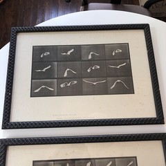 EADWEARD MUYBRIDGE 1887 collotype ANIMAL LOCOMOTION Bird Plates 760 762 Prints