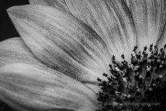 Sunflower Black and White photography print wall decor