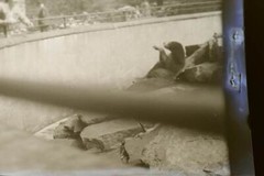 Two great old negatives unknown to me zoo brown and polar bear enclosure 1920s-30s